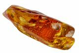 Fossil Butterfly and Fungus Gnat in Baltic Amber #163466-1